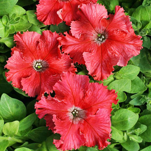 Насіння Петунії F1 Афродіта лососева (10шт), фото 1