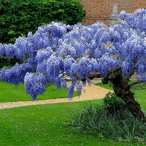 Саджанці Гліцинії Эйва (Wisteria chinensis Eiyva)