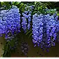 Саджанці Гліцинії Эйва (Wisteria chinensis Eiyva), фото 2