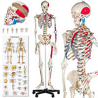Скелет анатомический подробный 181 см + плакат 200 костей Германия