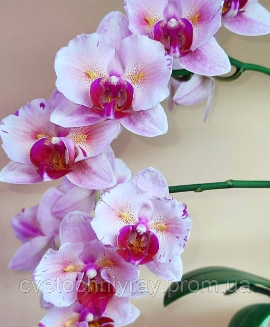 Орхідея Phal. Princess Sakura 🦋 метелик, підліток 1,7 квіти