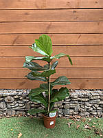 Фікус Ліровидний Rovinsky Garden Ficus Lyrata, висота 90-100см, обєм горщику 5л VK, код: 7848269