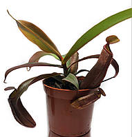 Непентес Сангвинея Растение хищник AlienPlants Nepenthes Sanguinea Plants (SUN007CP) KC, код: 1267931