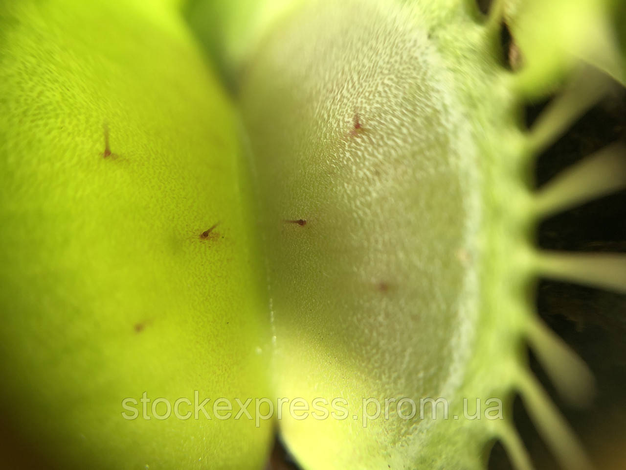 Растение хищник AlienPlants Венерина Мухоловка Дионея S в горшке (SUN0020CP) SE, код: 1267936 - фото 5 - id-p2167955299