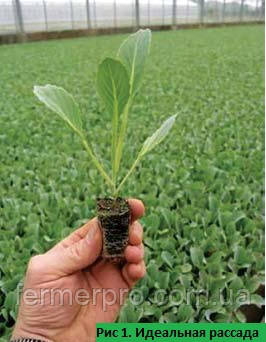 Ідеальна розсада Ідеальна розсада