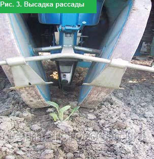 Висадка розсади Висадка розсади