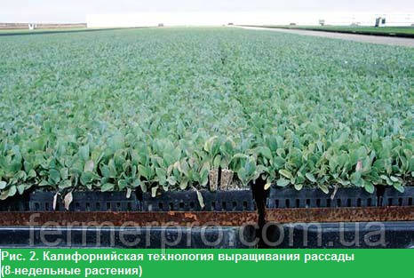 Рис. 2. Каліфорнійська технологія вирощування розсади (8-тижневі рослини) Рис. 2. Каліфорнійська технологія вирощування розсади (8-тижневі рослини)