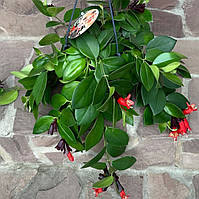 Комнатное растение Эсхинантус