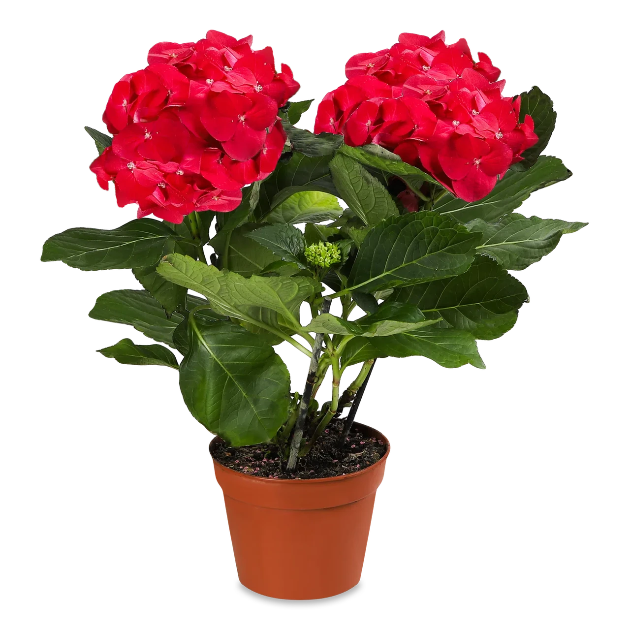 Гортензія з кіткою крупнолиста 3-х річна "Red Angel", фото 1