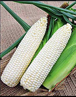 Кукуруза Белый Кролик 1 000семя молочно-белое зерно, емена сладкой кукурузы Мнагор сахарная кукуруза