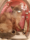 Рюкзак з ілюмінатором для транспортування кішок RESTEQ, дихаючий прозорий рюкзак для домашніх тварин, фото 2
