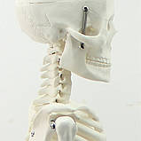 Велика модель скелета RESTEQ деталізована фігурка скелета анатомічний скелет людини 45см, фото 4