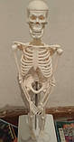 Велика модель скелета RESTEQ деталізована фігурка скелета анатомічний скелет людини 45см, фото 7