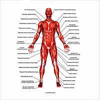 Плакат Vivay Мышцы А1 (a8224c-8197) HH, код: 6688729