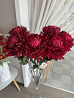 Декоративная хризантема , цвет бордо, высота 82см
