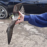 Відлякувач птахів ХИЖАК-3 від ластівок, голубів, горобців, фото 6