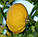 Понцирус трехлисточковий (Citrus trifoliata, Poncirus trifoliata) 20-25 см., фото 5