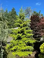 Ель сербская Голден Рейн (Picea Omorika Golden Rain) (контейнер 35 л.) (высота 160 см.)