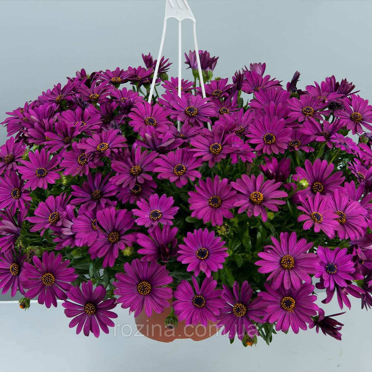 Osteospermum Erato Basket Purple, фото 1