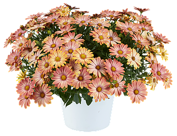 Osteospermum Osticade Daybreak