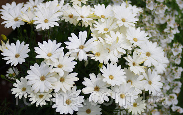 Osteospermum Erato Basket Pure White