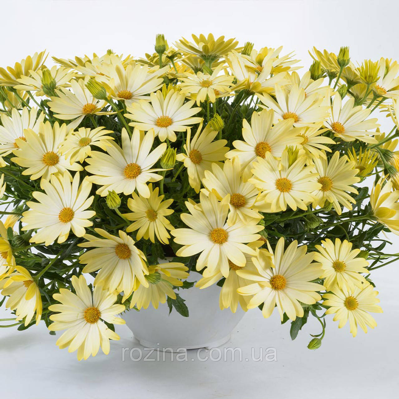 Osteospermum Erato Basket Lemon