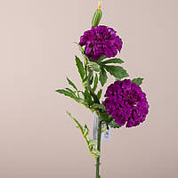 Квіти чорнобривці фіолетові