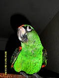 РУЧНИЙ ПАПУГАЙ. Конголезький папуга. (Poicephalus gulielmi massaicus), фото 3