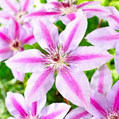 Клематис великоквітковий Nelly Moser, фото 1