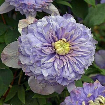 Клематис махровий Blue Light, фото 1