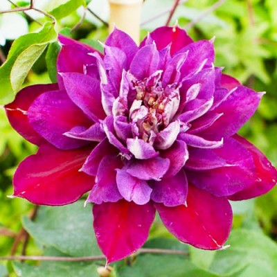 Клематис махровий Temptation, фото 1