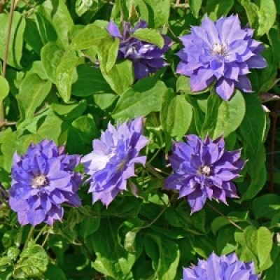 Клематис махровий Teshio, фото 1