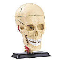 Модель черепа с нервами Edu-Toys SK010 сборная, 9 см , Time Toys