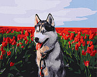 Картина по номерам BrushMe Хаски в тюльпановом поле 40х50см BS30983 GG, код: 8264785