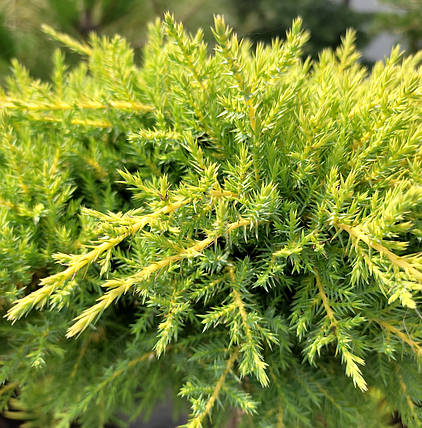 Ялівець китайський Франц / С3 / d 25-35 / Juniperus Franz, фото 2