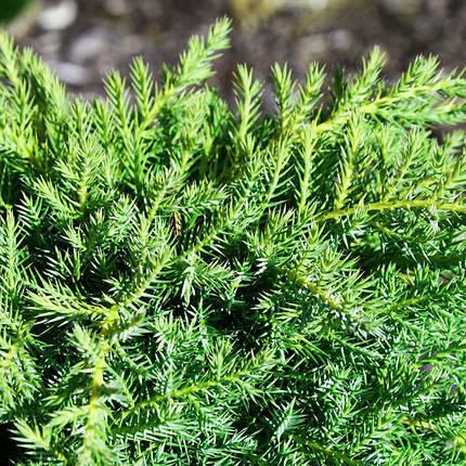 Ялівець китайський Франц / С3 / d 25-35 / Juniperus Franz, фото 2