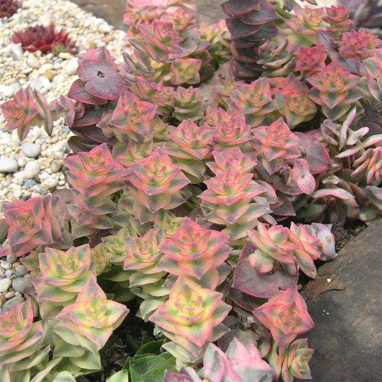 Красула pagoda variegatta, фото 1