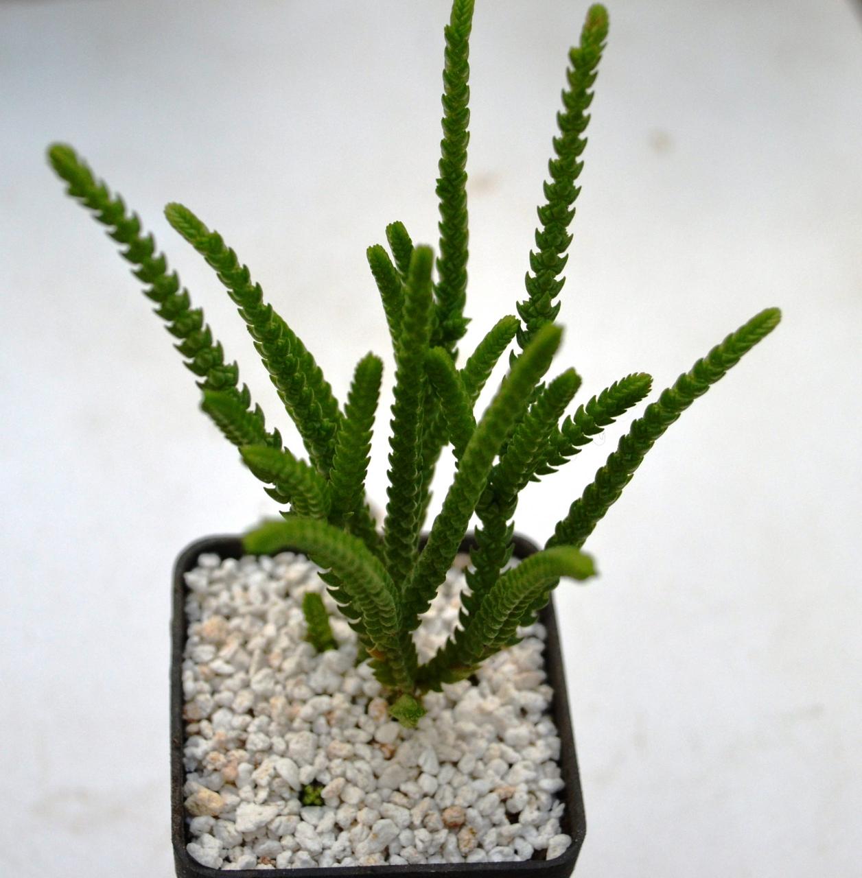 Красула Lycopodioides, фото 1