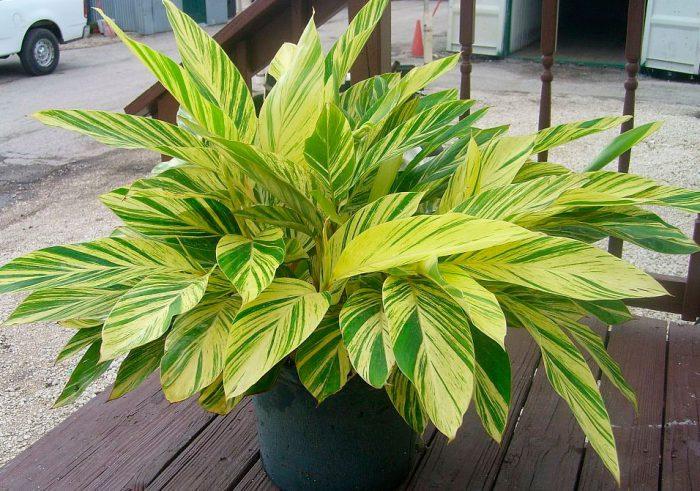 Альпінія варієгатна, фото 1