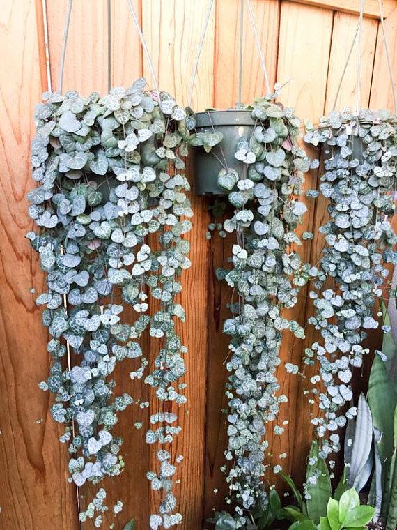 Церопегія, фото 1