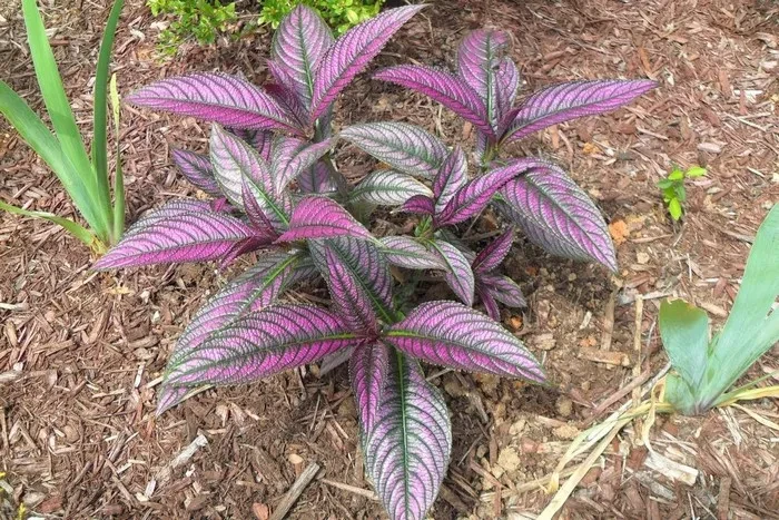 Стробілантес Atropurpurea, фото 1