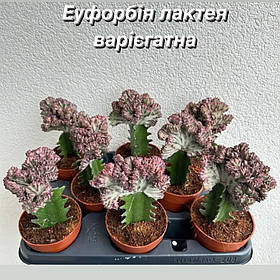 Кімнатна рослина Еуфорбія Лактея