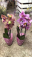 Орхідеї 450 грн