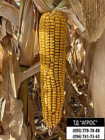 Насіння кукурудзи Арлен ФАО 300. Кукурудза Арлен 140ц/га. Гібрид Арлен влагоодача 15-16%. Фракція 4 вага 17,5кг, фото 2