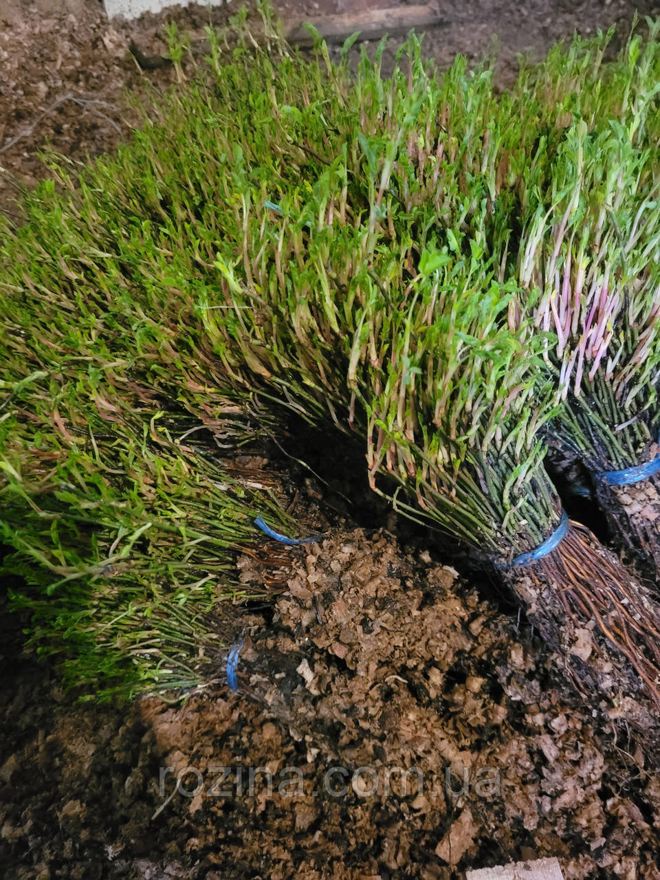 Саджанці шипшини "паста", фото 1