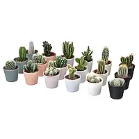 CACTACEAE Растение в горшке Кактус/разные, 6 см 3 шт. Ikea