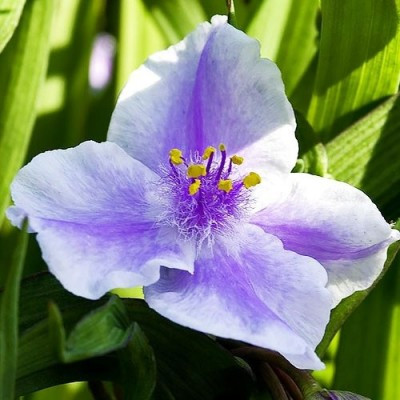 Традесканція вулична багаторічна Biberry Ice, фото 1