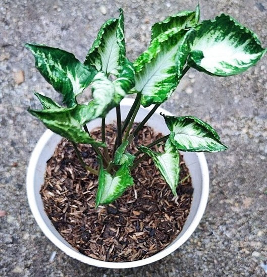 Cінгоніум godzilla, фото 1