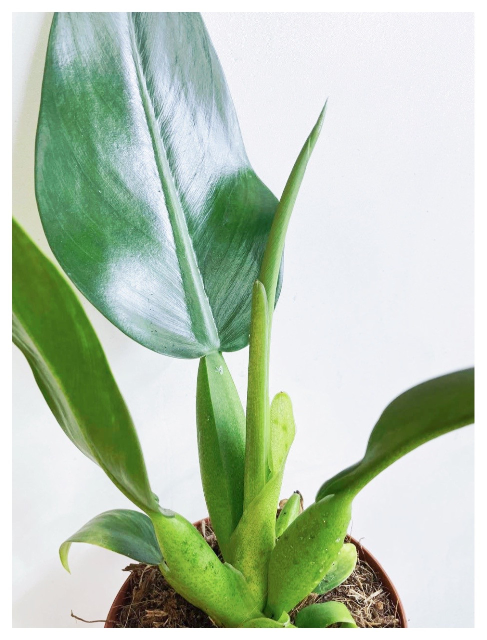 Філодендрон pacova, фото 1