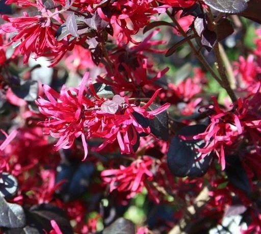 Лоропеталум ever red, фото 1